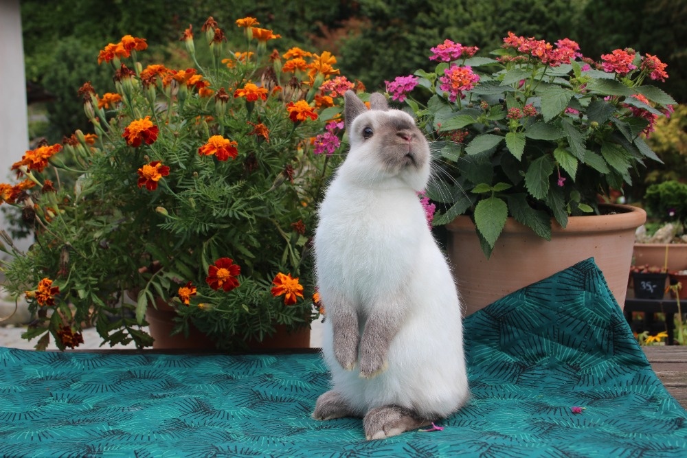 Zakrslý siamský žlutý s rodokmenem - 4