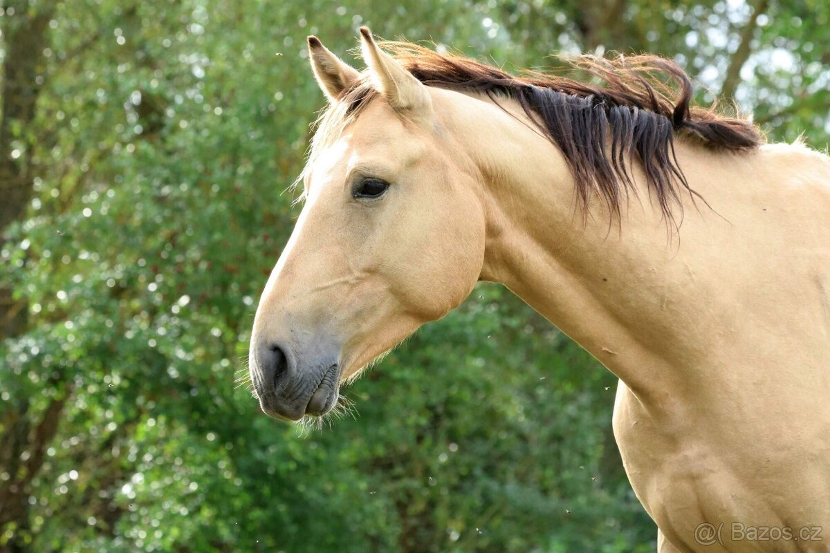 Prodám 4-letého hřebce KK, - 4