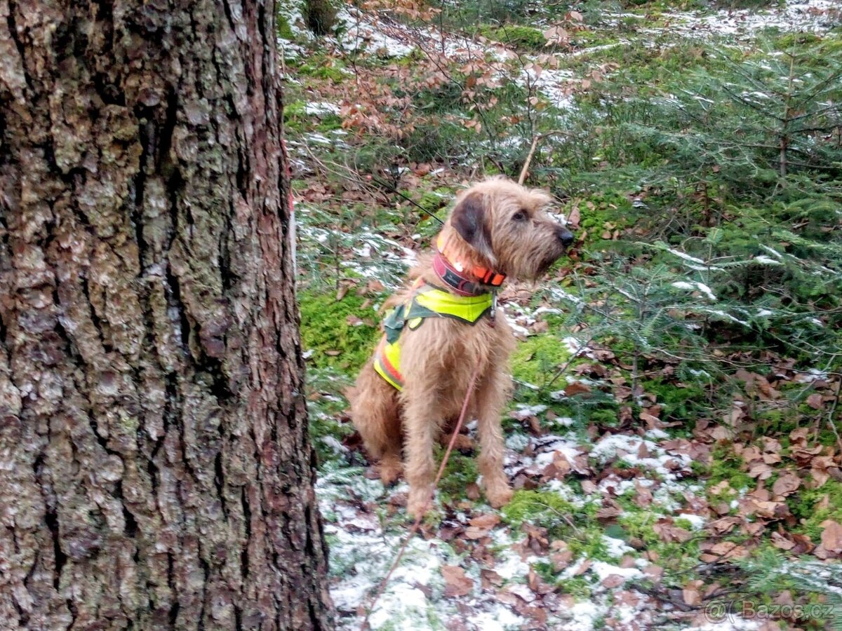 Štýrský brakýř - 4