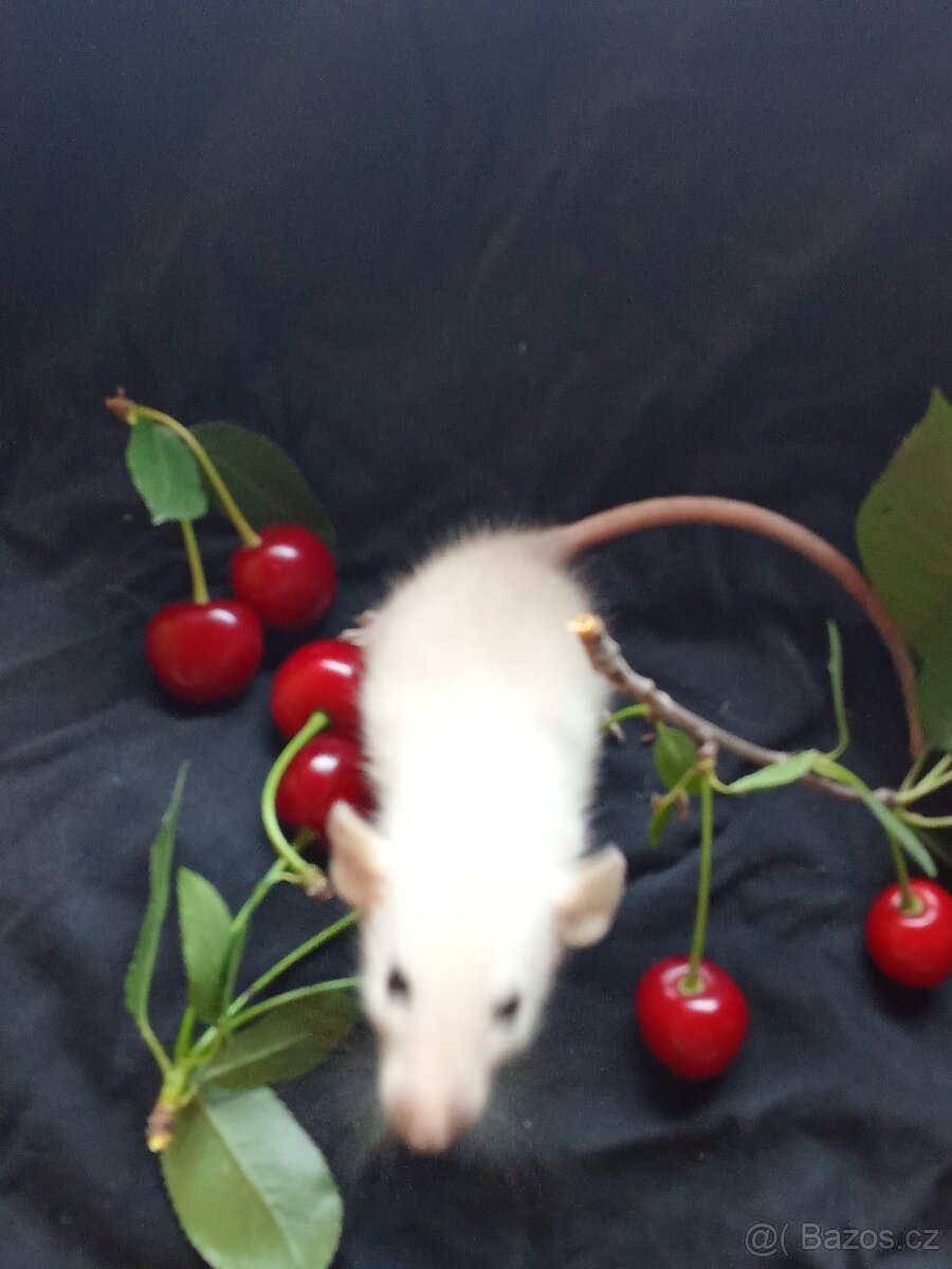 Potkan dumbo , tři sestřičky - 4