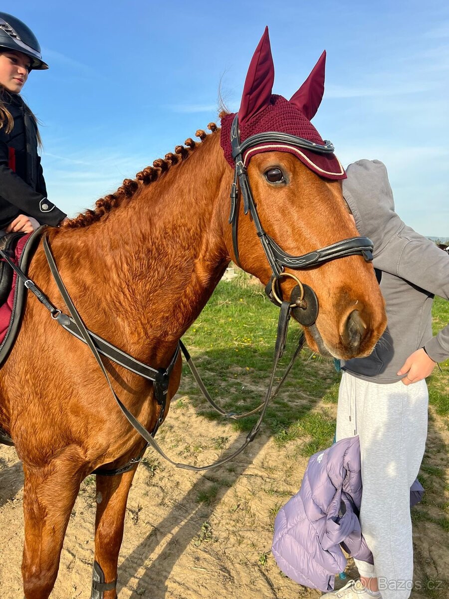 Valach 15 let do agroturistiky nebo jako hobby kůň - 4