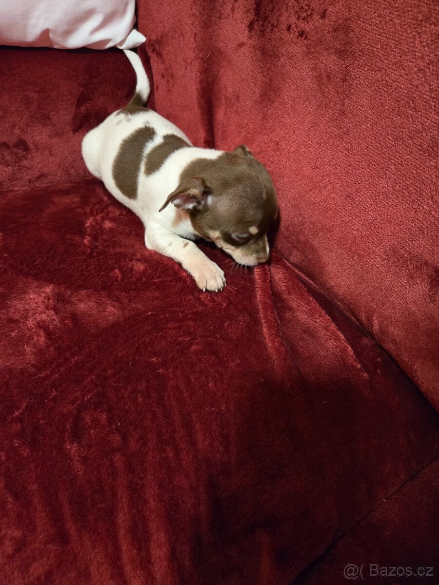 ČIVAVA KRÁTKOSRSTÁ chlapeček - 4