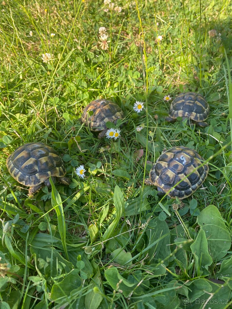 Želva zelenavá - 4