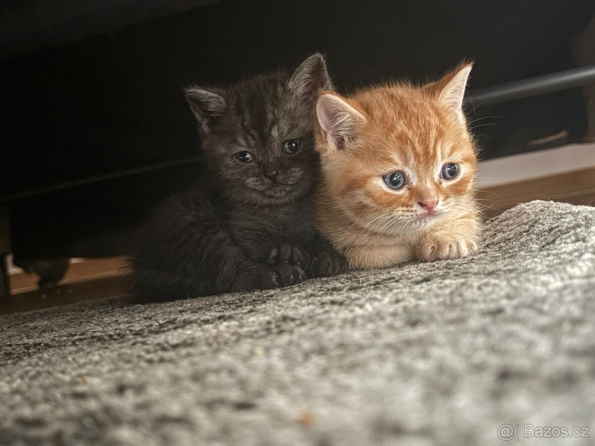 Koťátka - 4