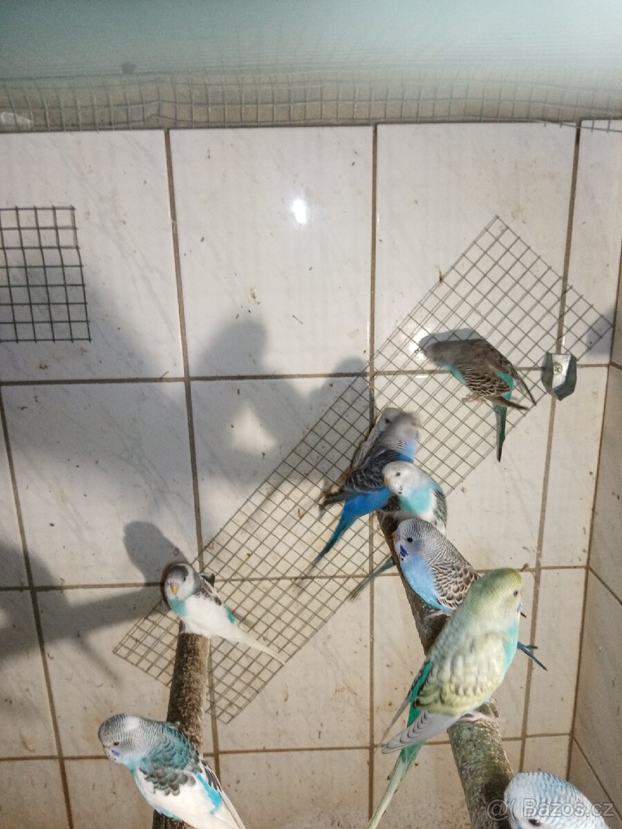 Andulka - andulky - 4