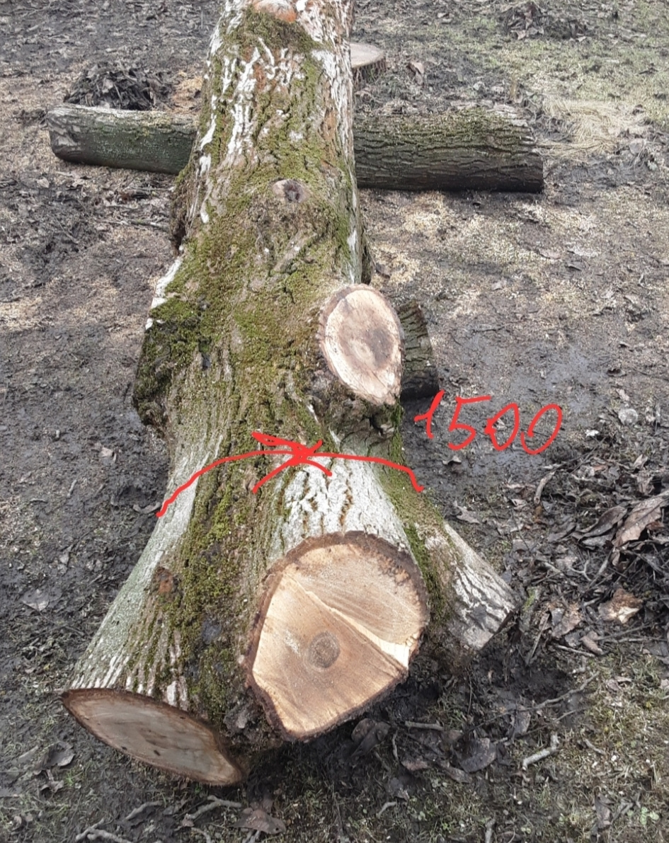 Prodej kmene ořešáku 1 - 4