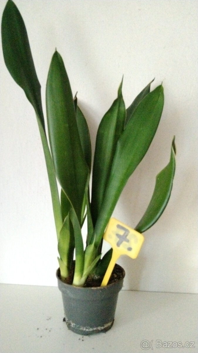 Tchýnin jazyk Sansevieria - různé druhy - 4