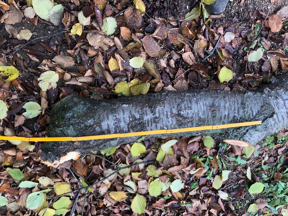 Prodám kmen třešně - vhodné pro řezbáře nebo stolaře - 4