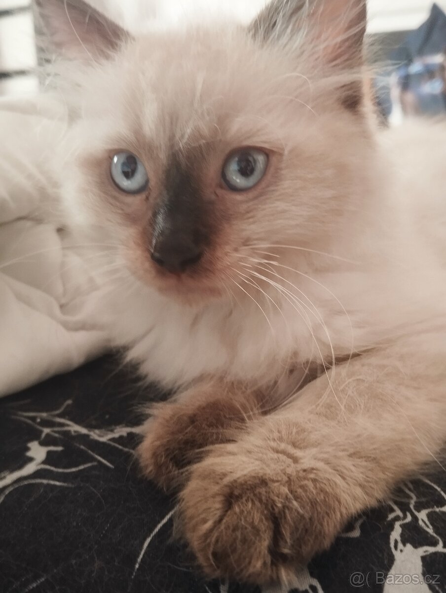 Prodám Ragdoll koťátka - 4
