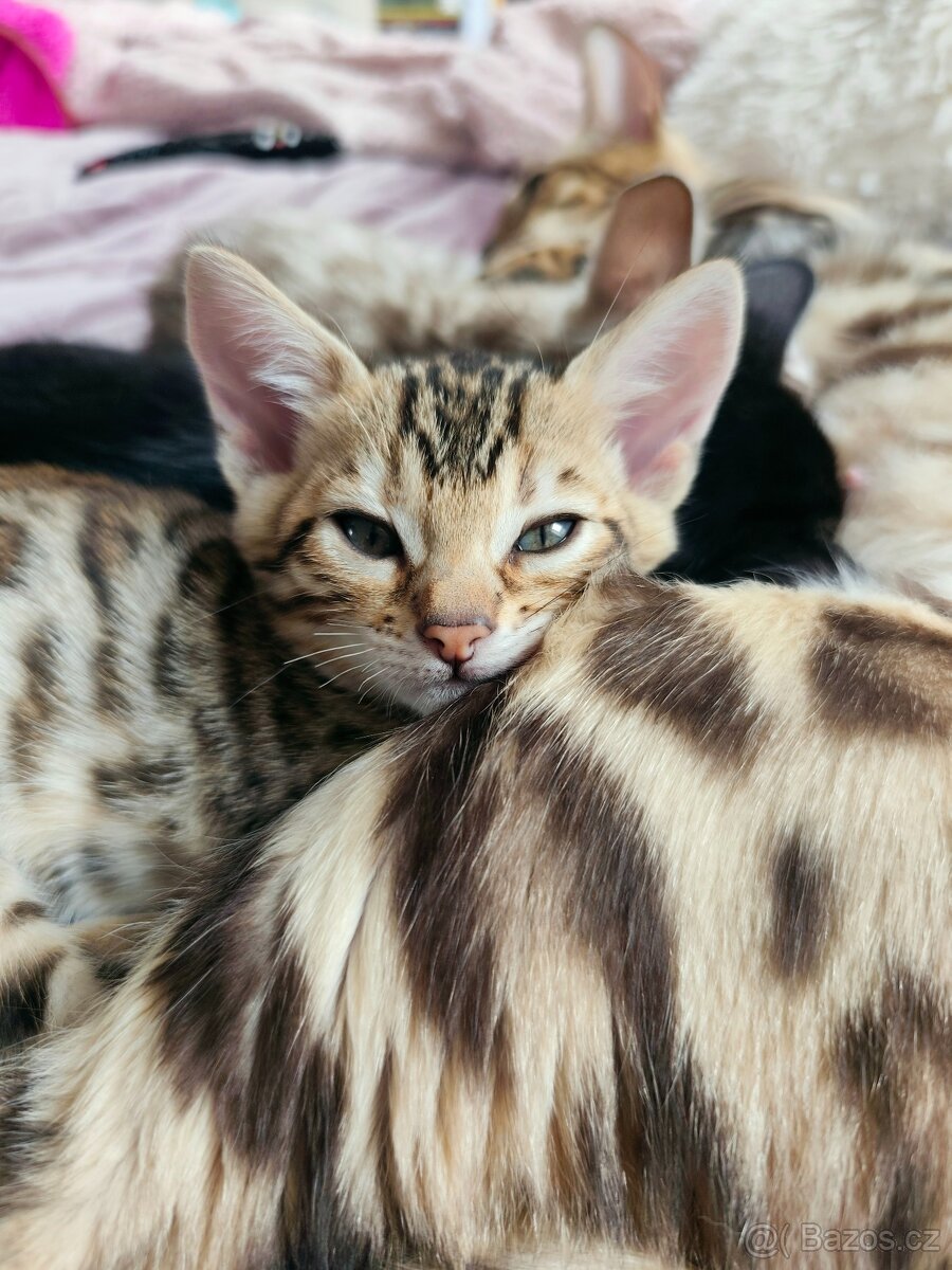 Bengálská kočička s PP - 4