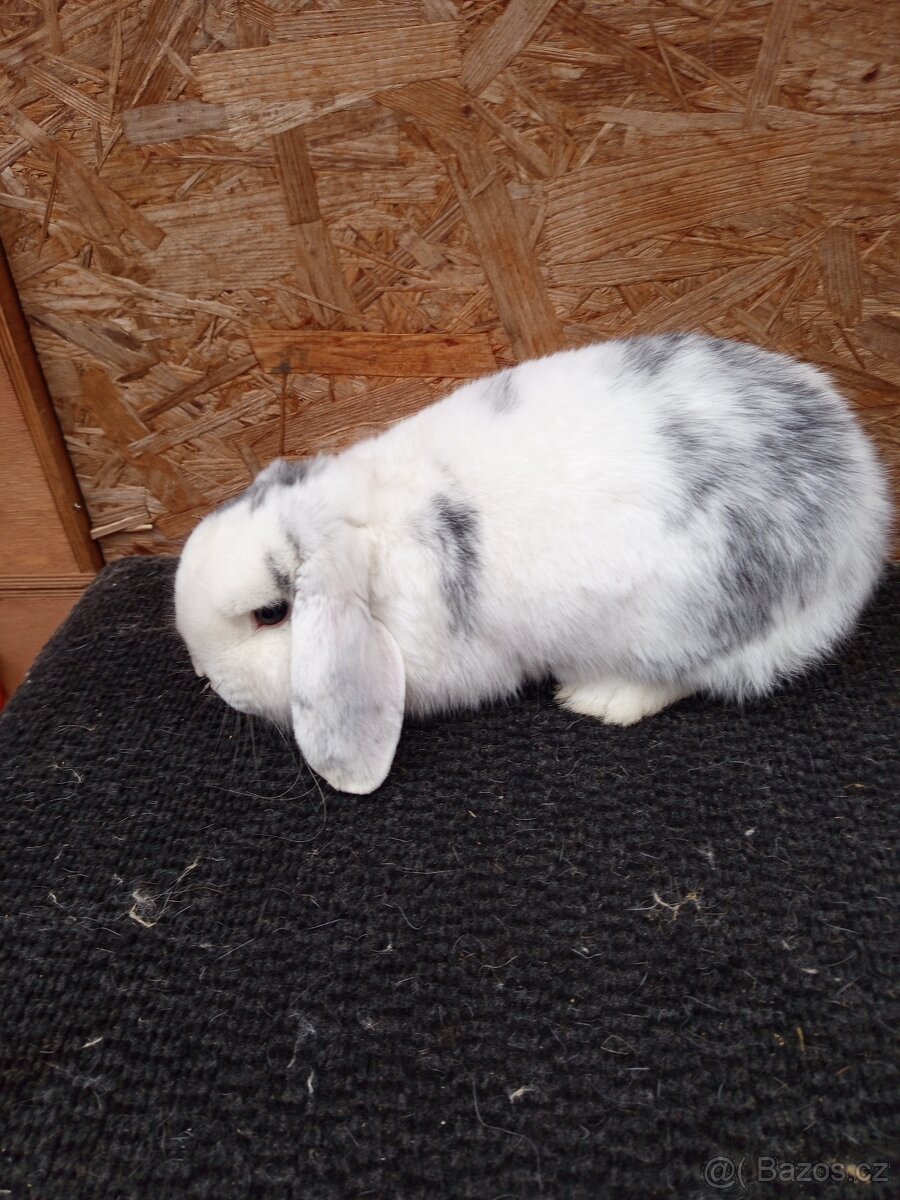 Zakrslý beran rhönský - 4