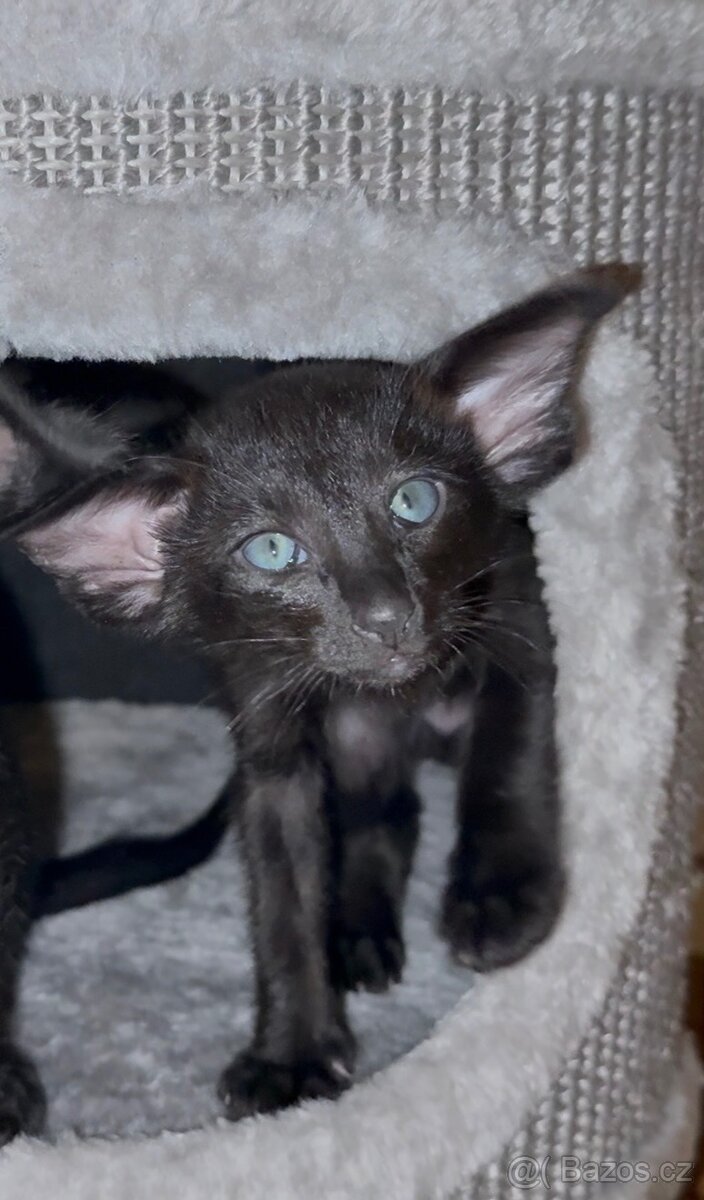 Orientální koťe Perseus Marbleficent s PP - 4