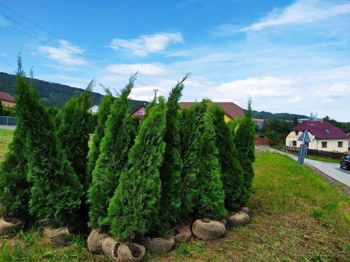 Thuje smaragd - 4
