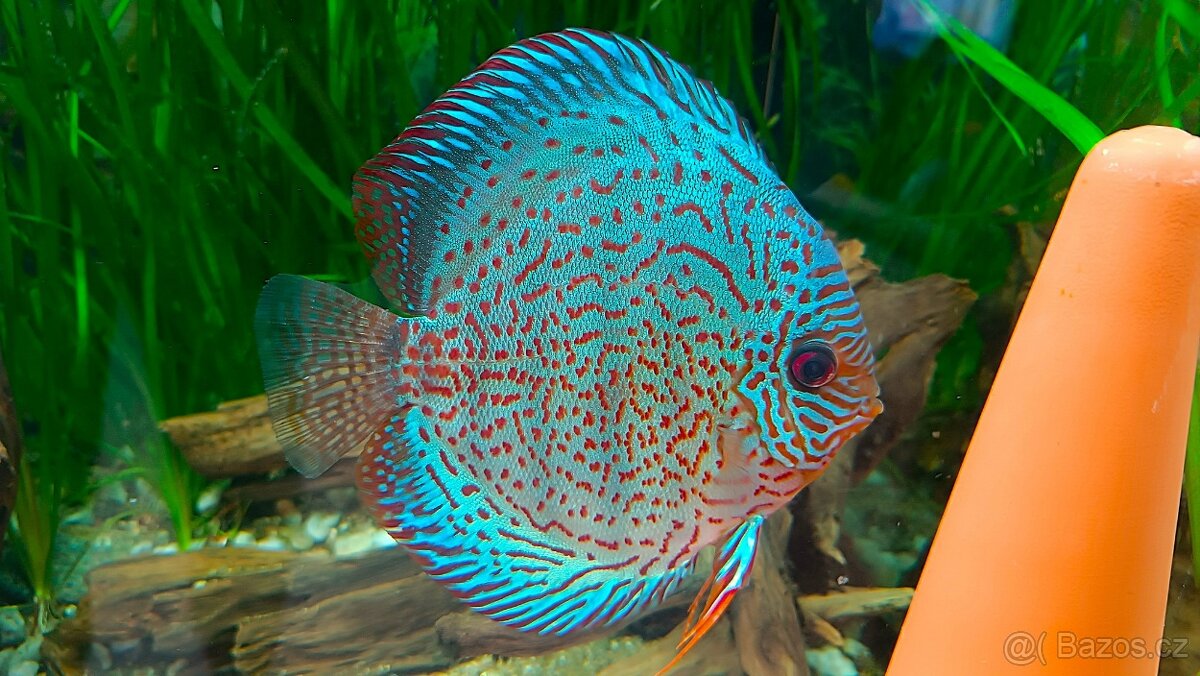 Tetra Discus Granules - granule pro terčovce - 4