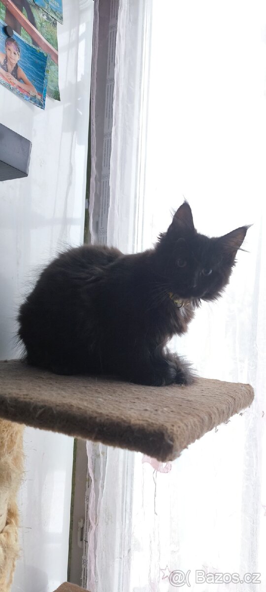 Mainská mývalí kočička s PP - 4