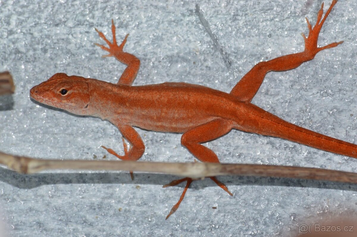 Anolis sergei RED - 4