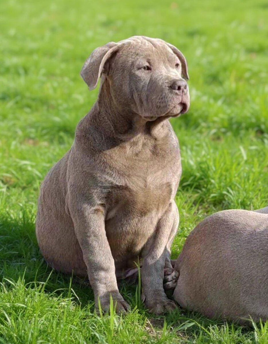 American bully xl xxl - 4