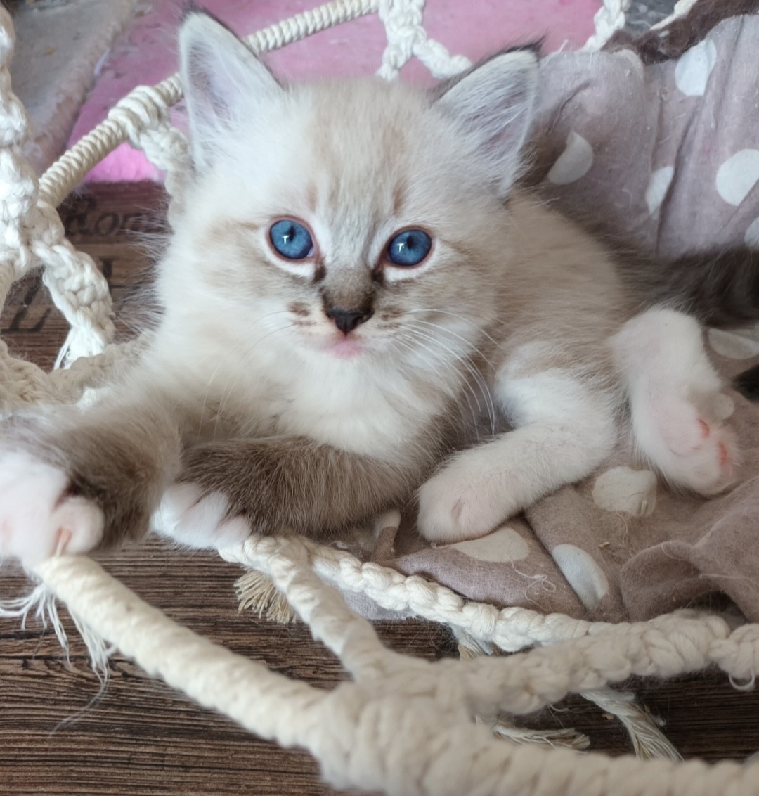 Koťátka ragdoll s PP - 4
