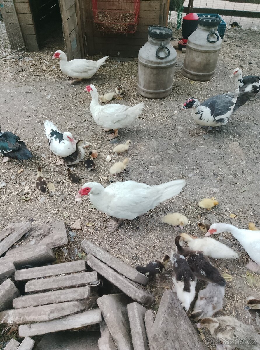 Kachny a kachňata pižmové - 4