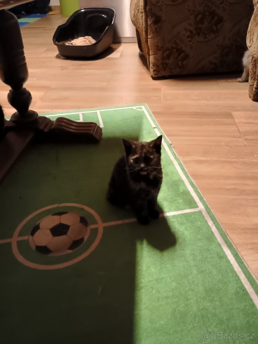 Daruji koťátka - 4