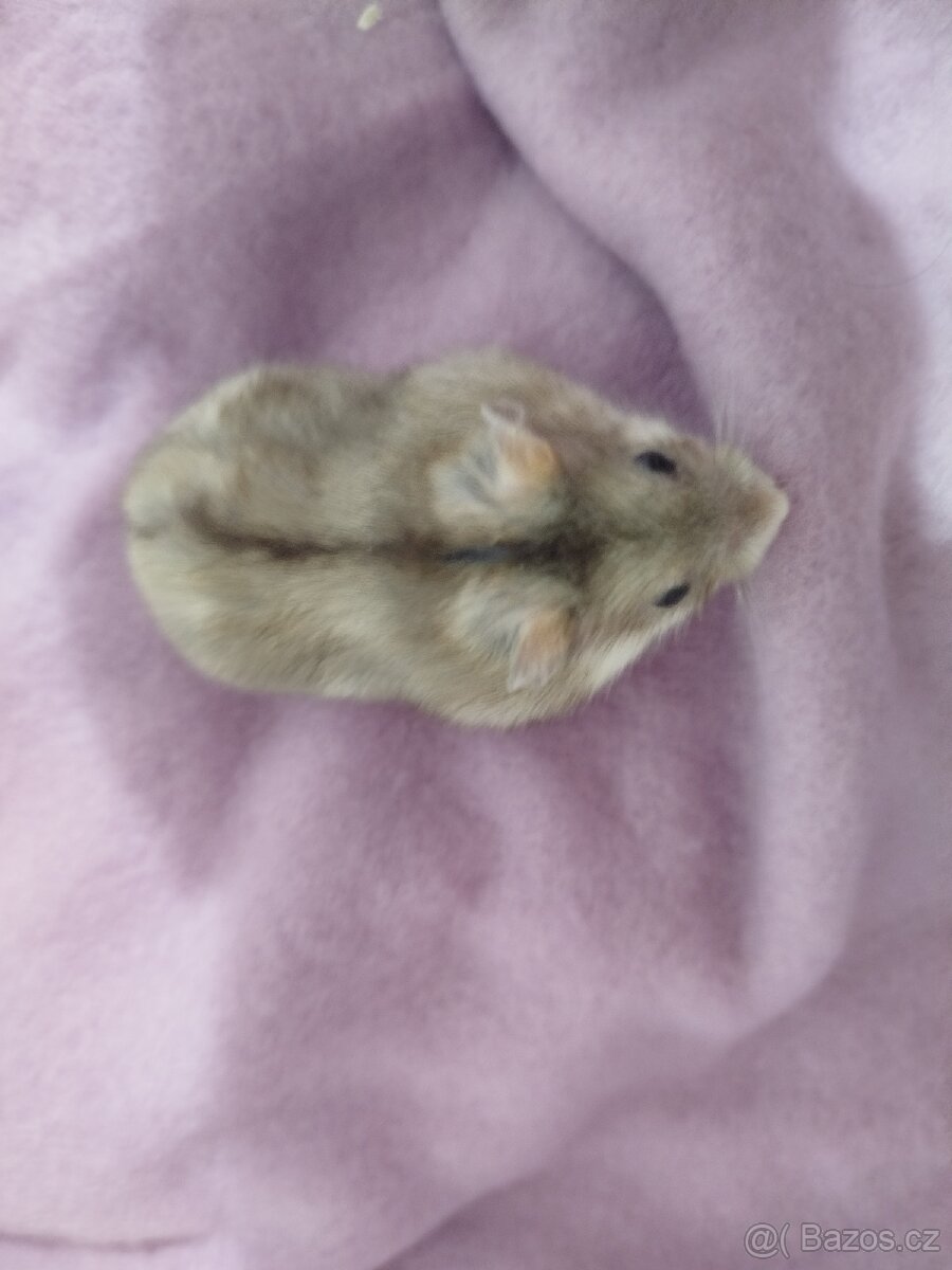 Křeček džungarský samička - 4