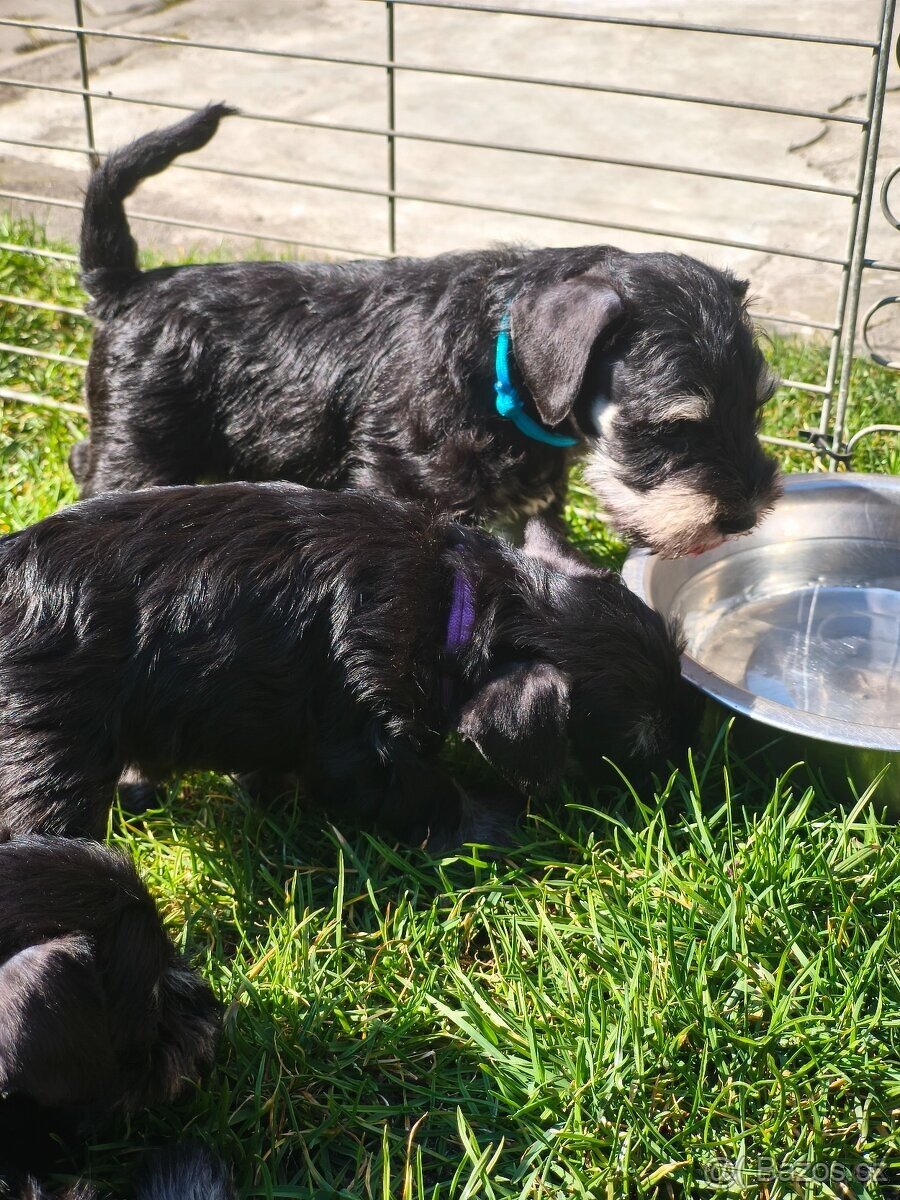 Knírač malý černostříbřitý - 4