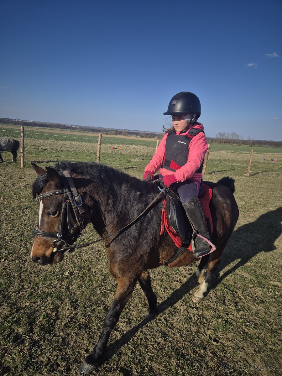 6letá klisna Welsh - 4