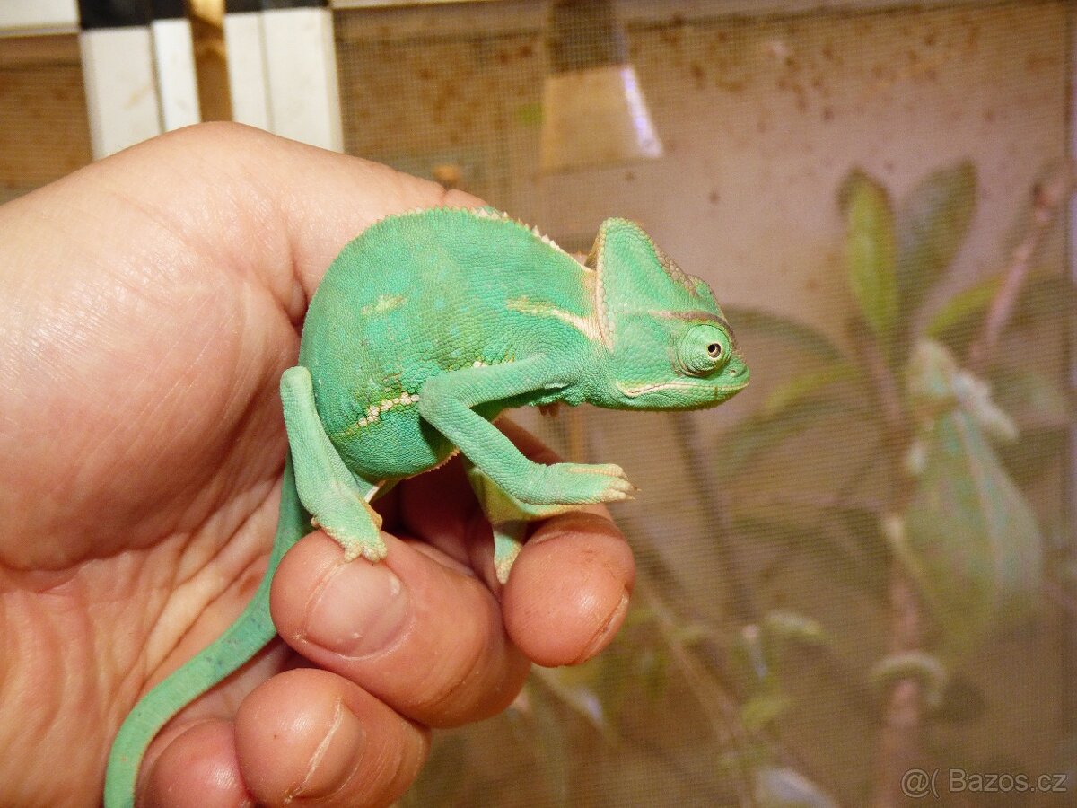 Chameleon jemenský (Chamaeleo calyptratus) - 4