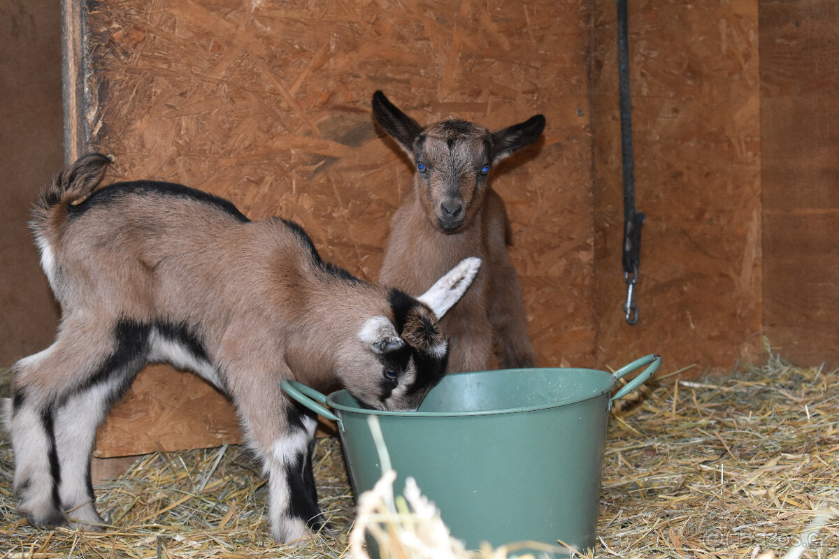 Prodám kozičky - 4