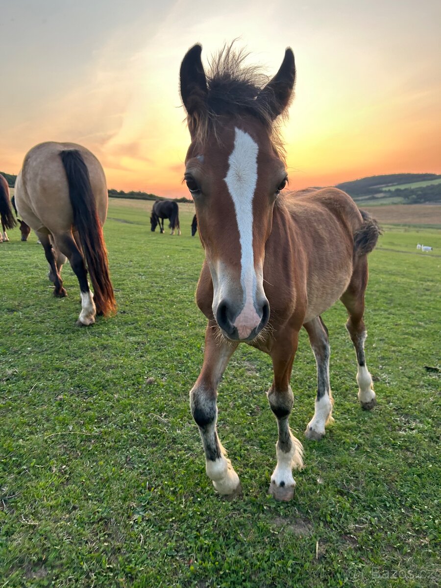Welsh Cob D - kobylka - 4