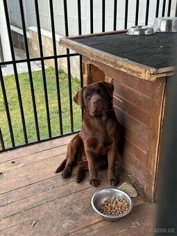 Čokoládový labrador šteniatká - 4