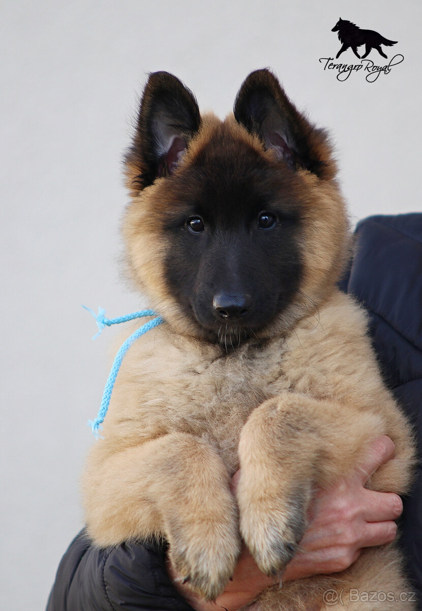 Belgický ovčák Tervueren s PP - štěňátka k odběru - kluci - 4