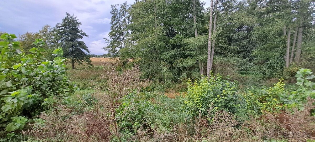 Prodej zahrady 3.737 m² v Borku - 4