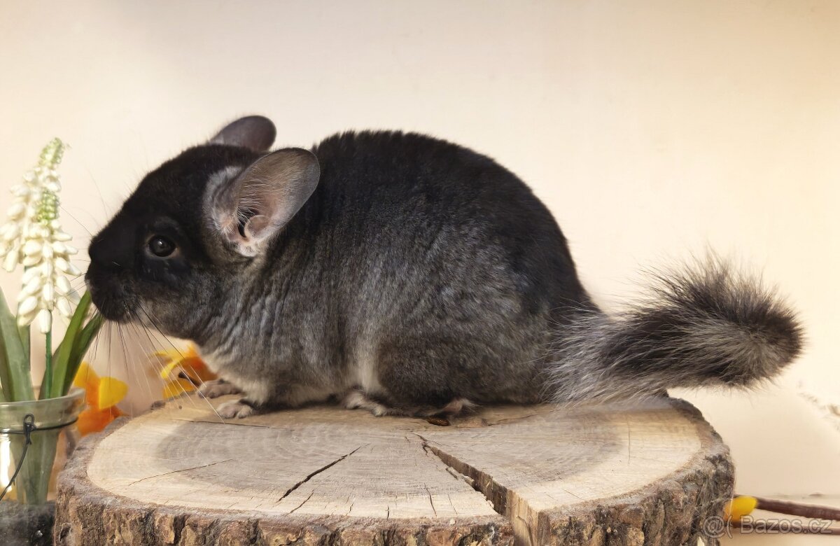 Činčila Black Velvet - 4