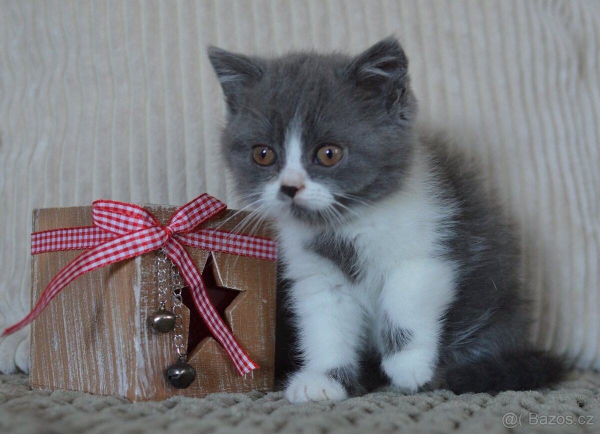 Britská krátkosrstá kočka s PP - 4