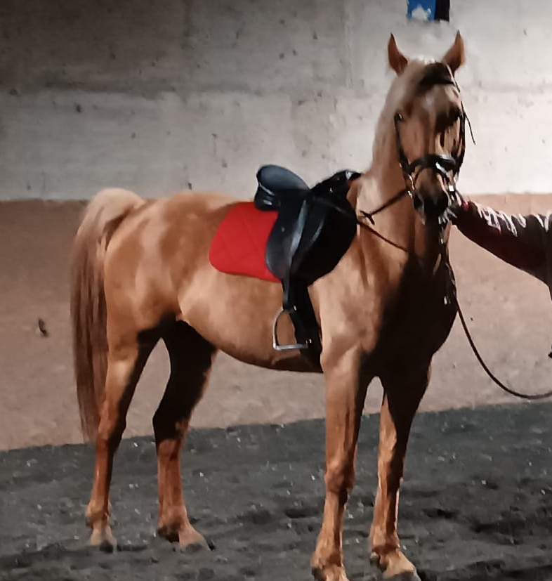 Hřebec / valach welsh part bred - 4