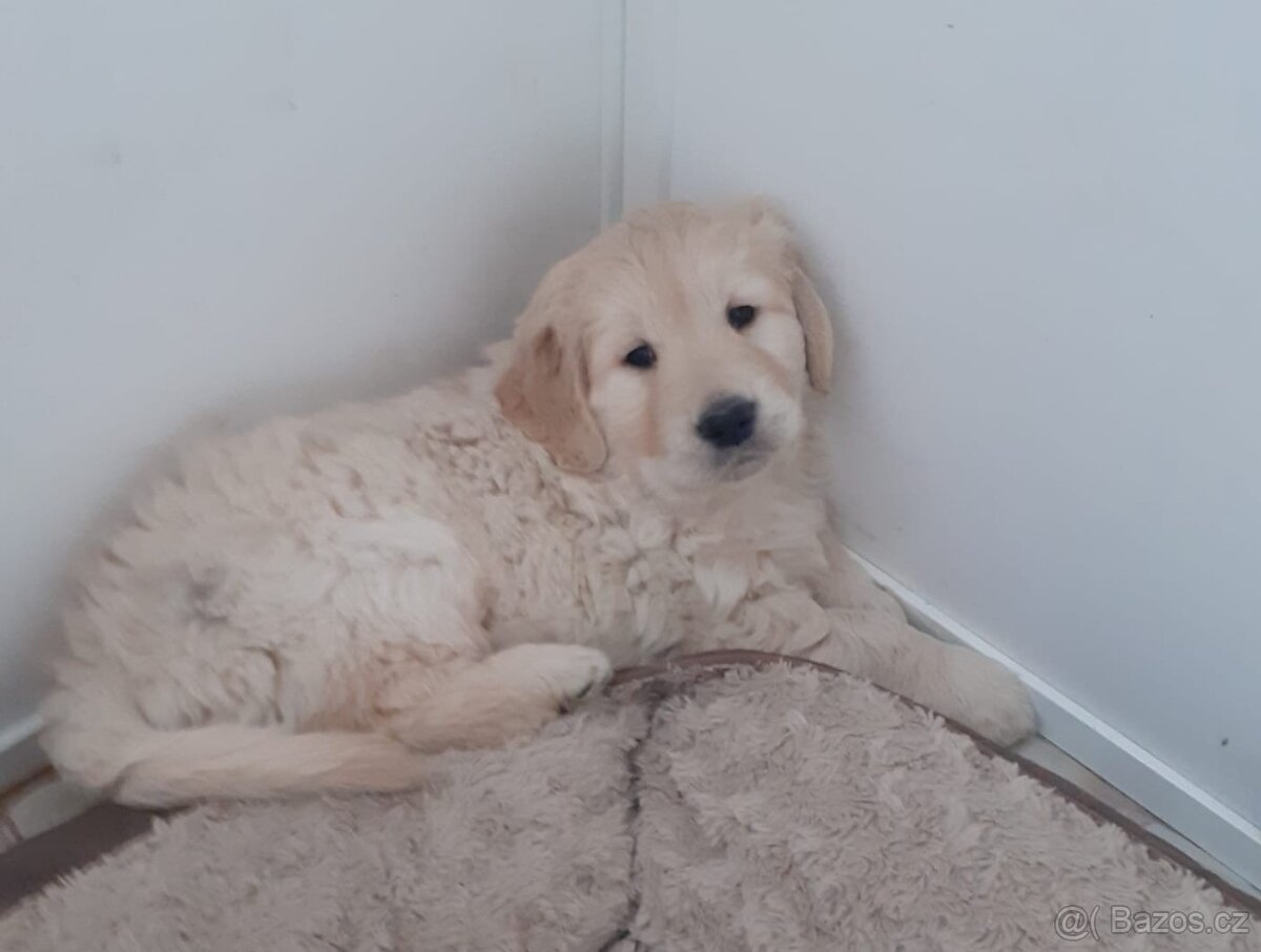 Zlatý retrívr - štěňata - 4
