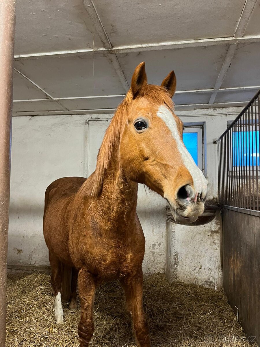 Valach - Společník - 4