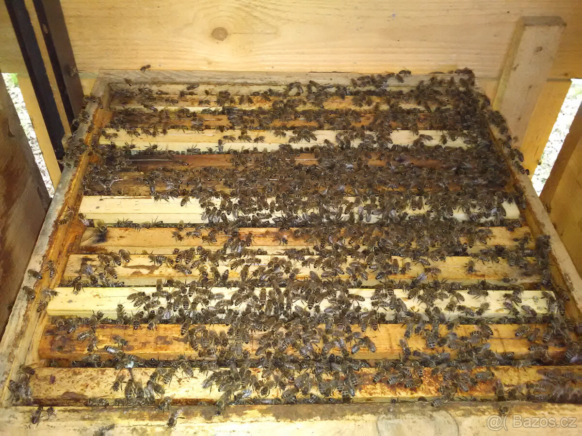 Prodám vyzimované včelí oddělky - včelstva - 4
