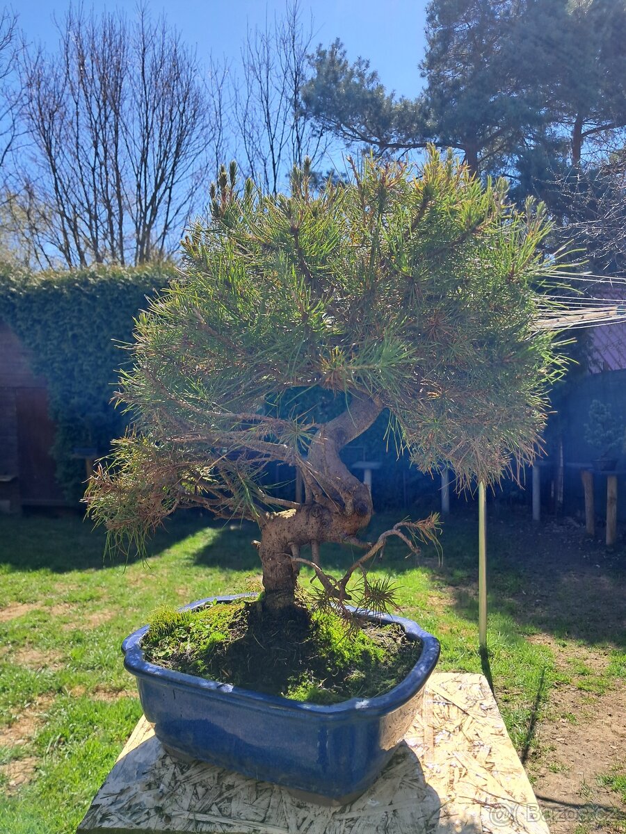 Bonsaj,bonsai Borovice - 4
