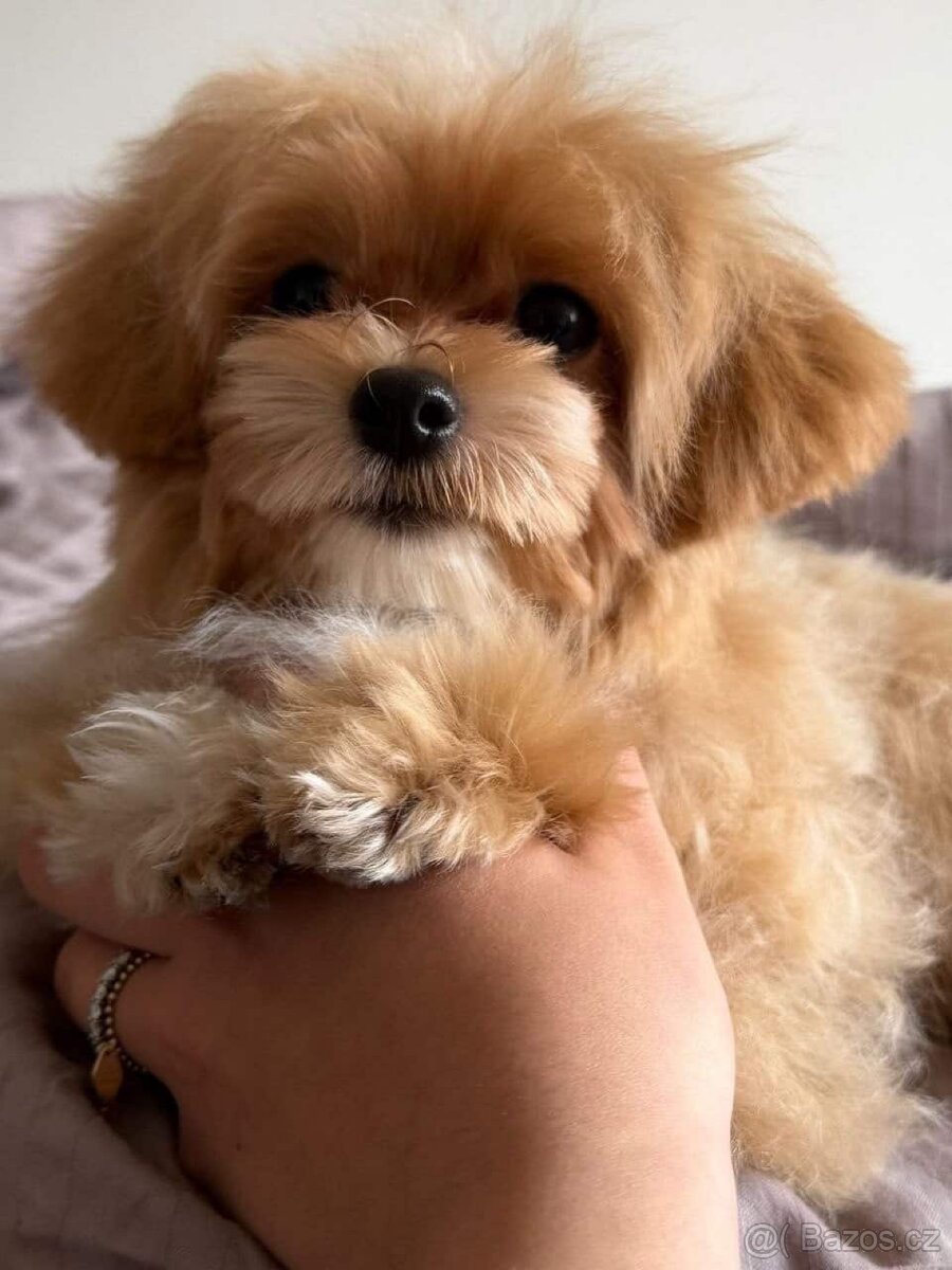 Maltipoo - 4
