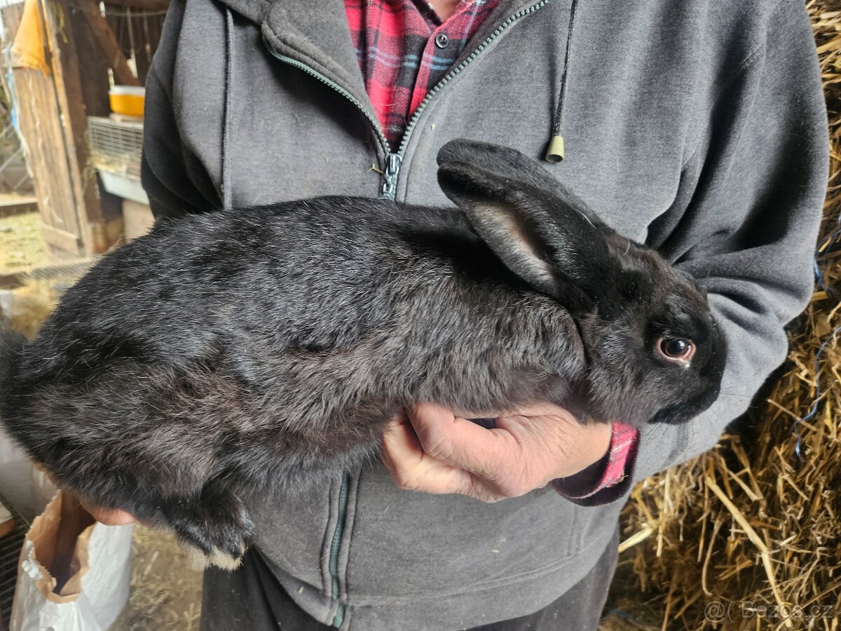 Králík - 4