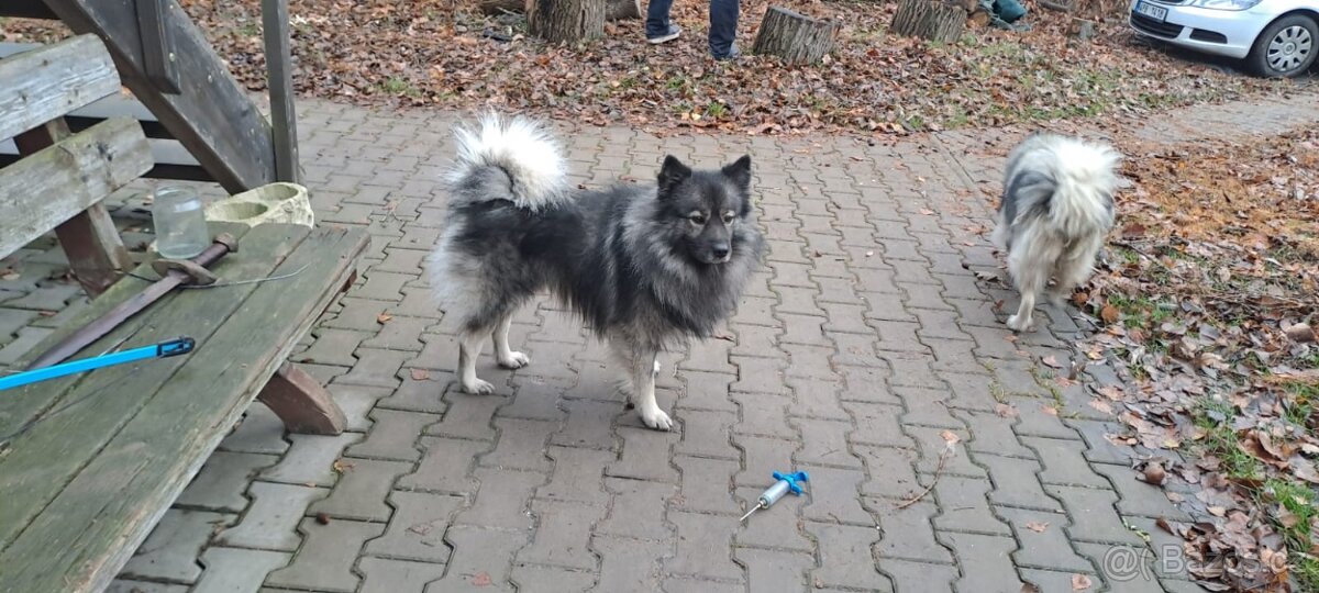 Štěňata - Německý špic vlčí - 4