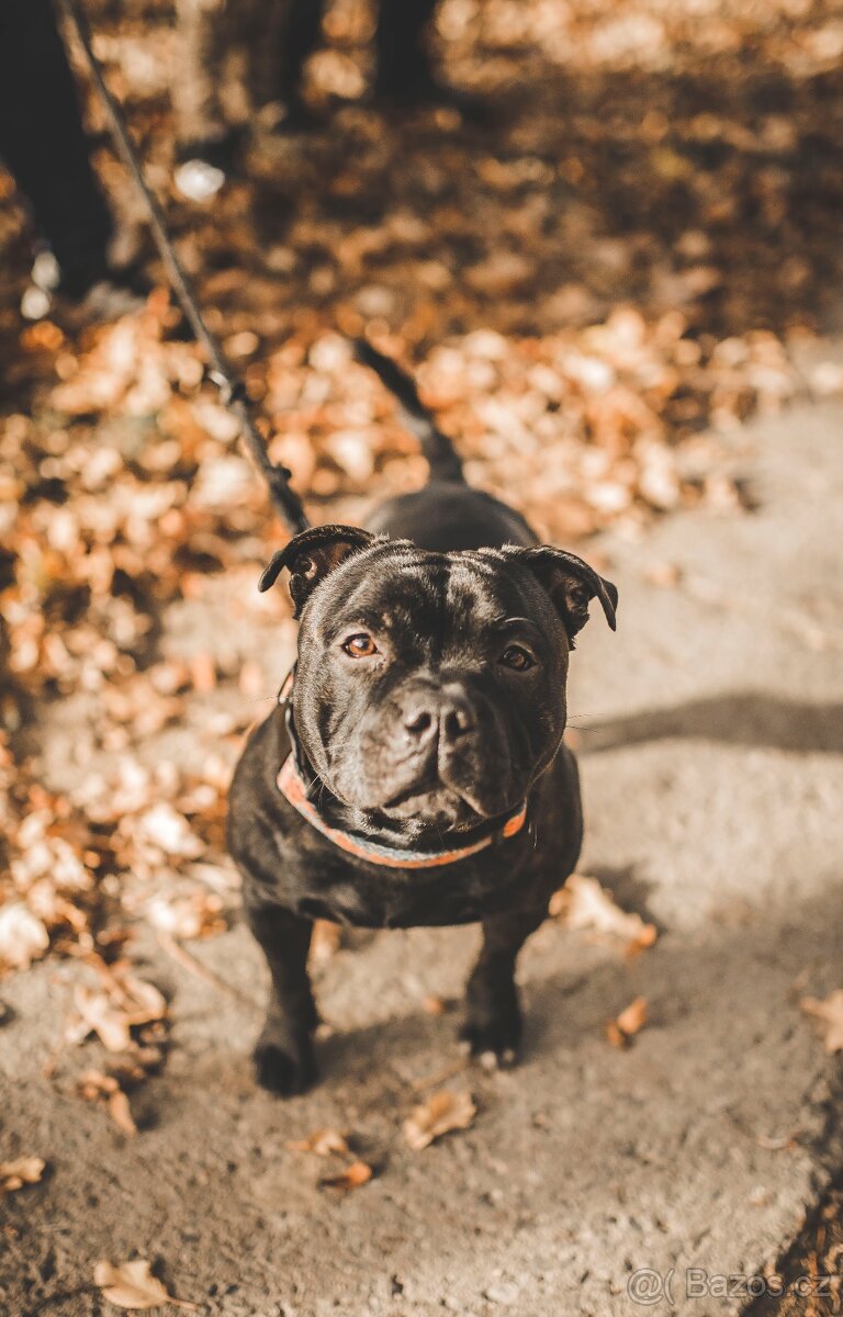 Stafordširský bulteriér STUD DOG - 4