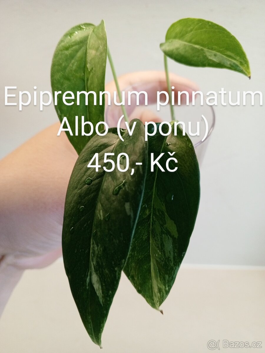 Pokojové rostliny - 4