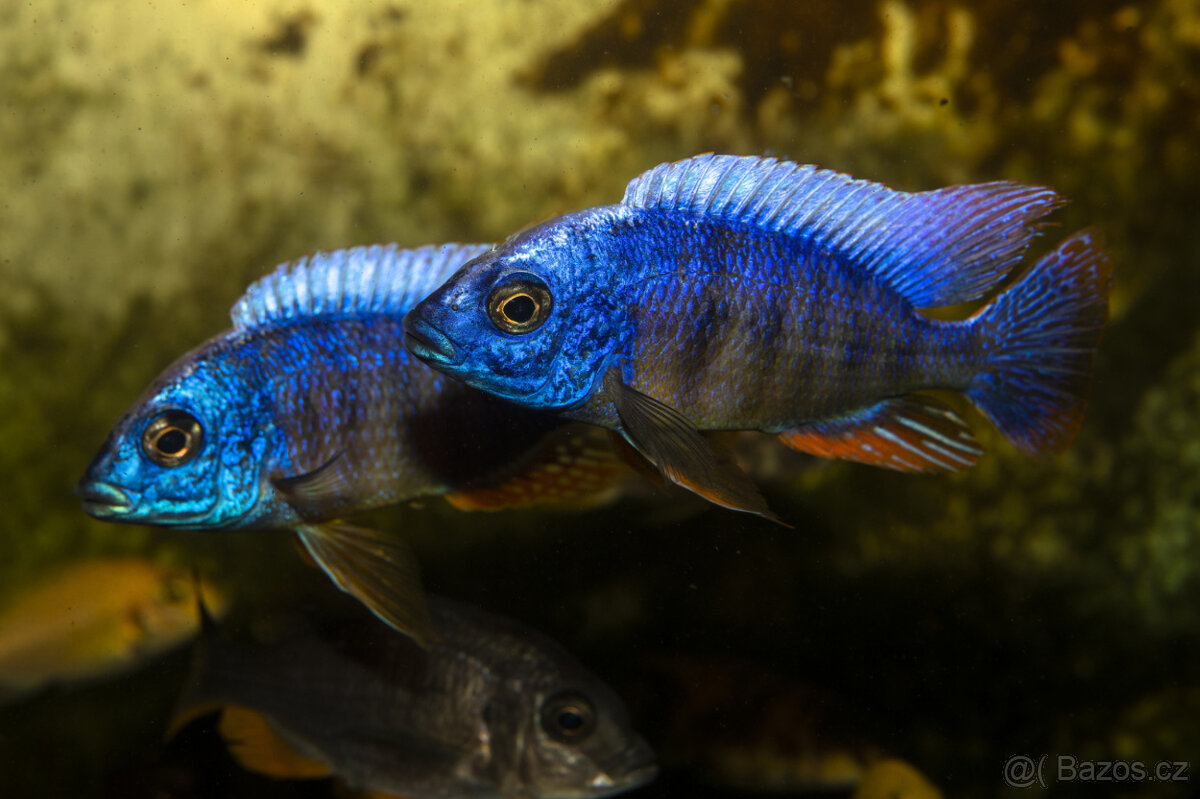 Tlamovci, Malawi - 4