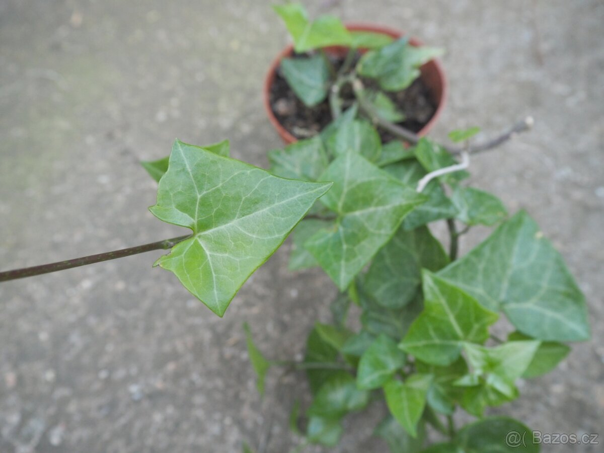 Senecio Macroglossus - 4