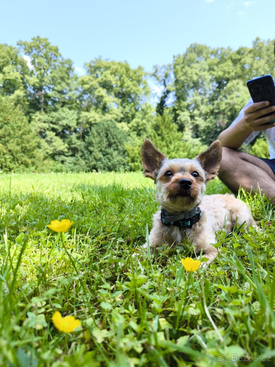 Jorkšírský teriér pes - 4