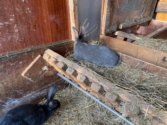 PRODÁM 75 % KŘÍŽENCE S BELGICKÝM OBREM MODRÝM - 4