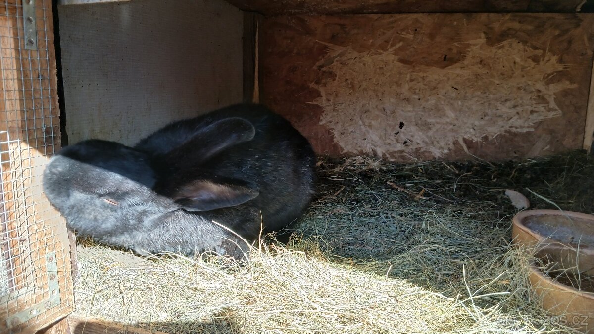 Vyměním samce králíka - 4
